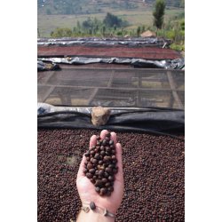 Sušení naturálně zpracovávané kávy v mycí stanici Buf Umurage Rwanda