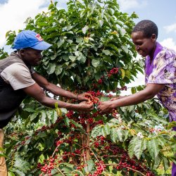 Ruční sběr kávy Arabika v Ugandě