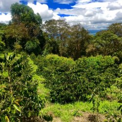 Přírodní farma kávovníků Bella Vista v Kolumbii