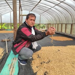 Carlos Plaza a zpracování zelených kávových zrn sušením