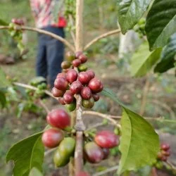 káva Etiopie Yirgachefe - plody kávovníku