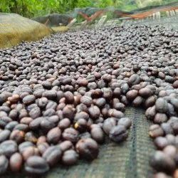 káva Etiopie Yirgachefe - naturální zpracování