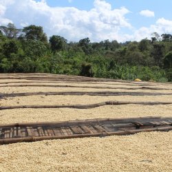 sušení zrnek kávy v Etiopii