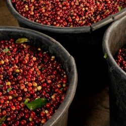 sběr kávy pro mikromlýn Palmichal Kostarika Tarrazu