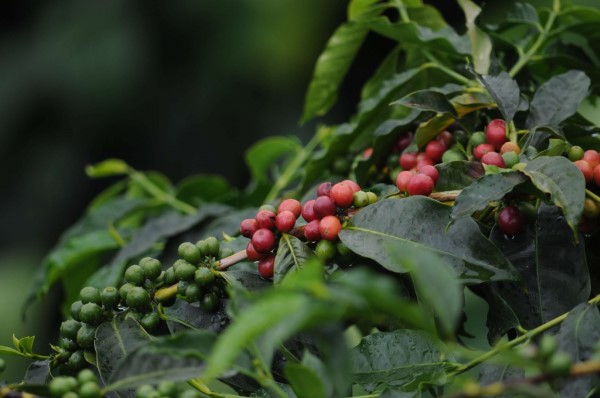 Kolumbie - La Serrania bezkofeinová káva